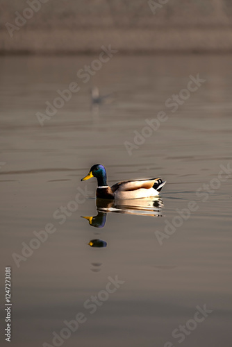 duck in the water