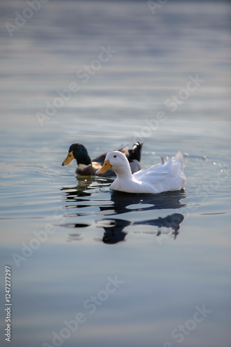 duck on the water