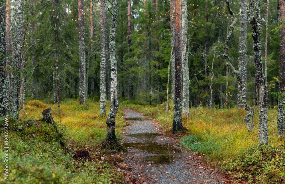 Obraz premium Misty Forest Path with Puddles Winding Through Dense Birch and Pine Trees in Autumn Wildernes