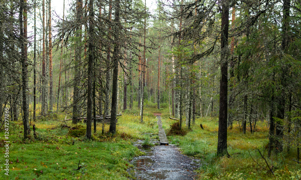 Fototapeta premium Narrow Wooden Boardwalk Crossing Wetland in Dense Misty Forest with Lush Greenery and Tall Pines