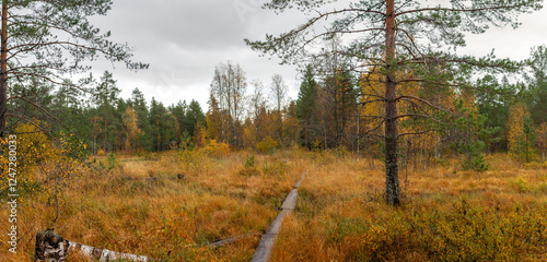 Φωτογραφία Wooden boardwalk through golden autumn marshland surrounded by pine forest under