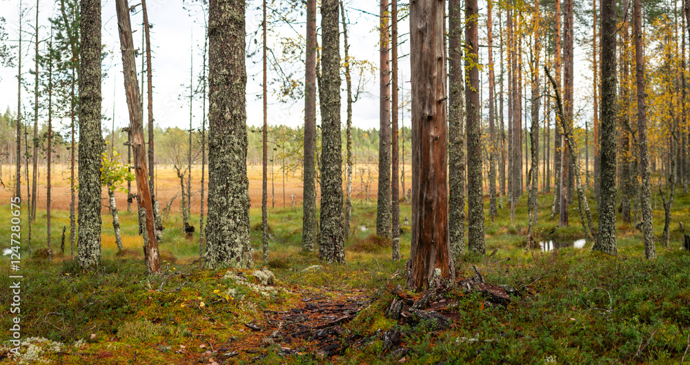 Naklejka premium Boreal forest transition into open marshland with autumn foliage and decaying trees in Nordic wilderness