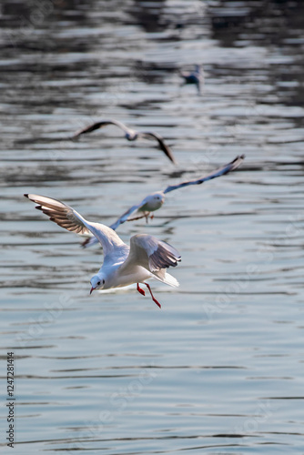 seagull in flight