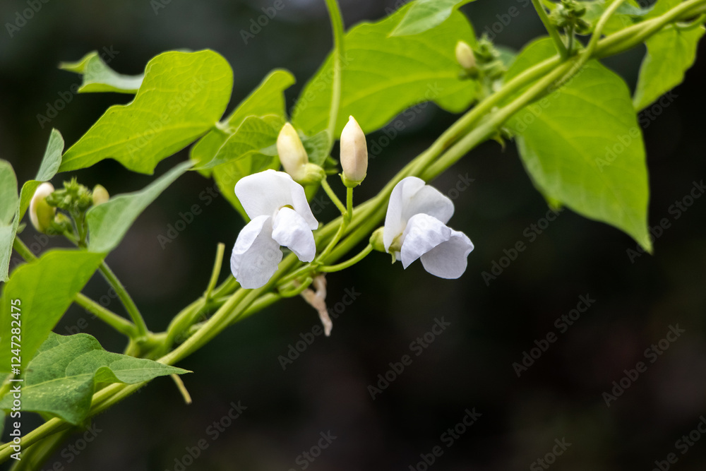 Obraz premium flowering beans, bean stalk with white flowers in the garden on a dark background