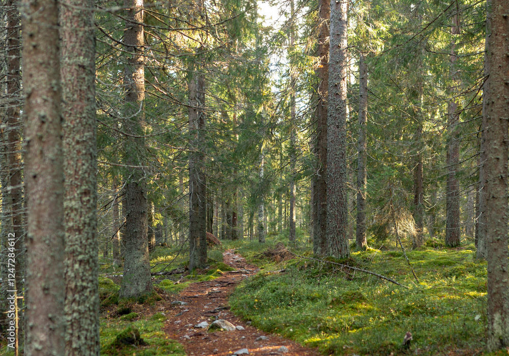 Fototapeta premium Tranquil forest path winding through lush greenery and towering evergreen trees bathed in warm golden sunlight