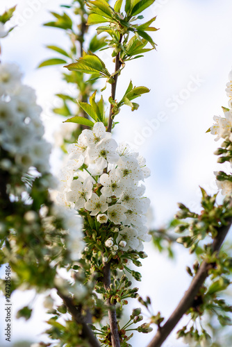 A close up of a tree branch photo