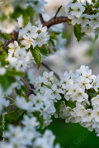 A close up of a flower