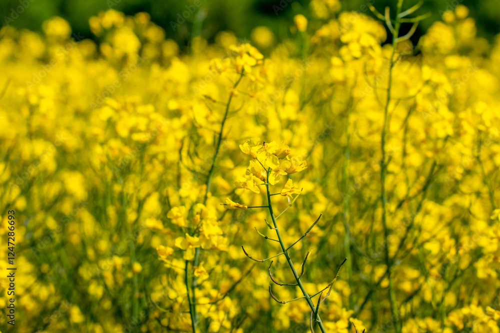 rapeseed blossom, yellow rapeseed flowers in the field rapeseed blossom, yellow rapeseed flowers in the field