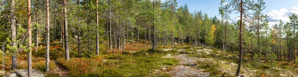 Sunlit Nordic Forest with Sparse Pine Trees, Rocky Terrain, and Vibrant Autumn Undergrowth Sunlit Nordic Forest with Sparse Pine Trees, Rocky Terrain, and Vibrant Autumn Undergrowth