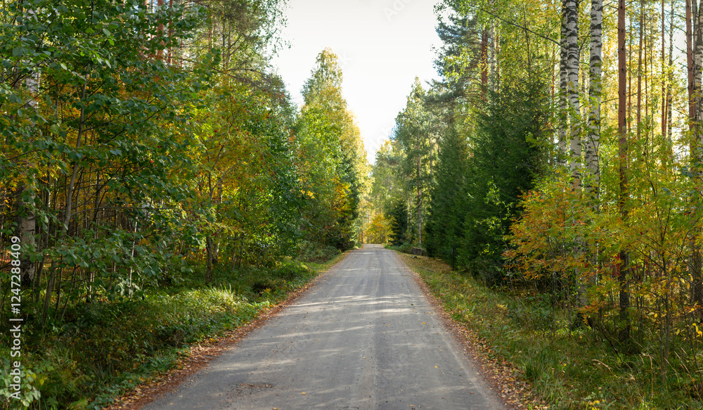 Fototapeta premium Quiet Country Road Surrounded by Lush Autumn Foliage and Tall Nordic Trees in Rural Wilderness