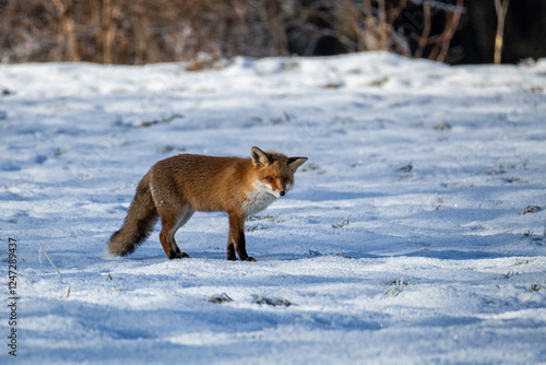 Fuchs