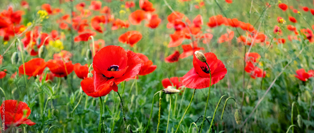 Red luxurious poppies in a green field Red luxurious poppies in a green field