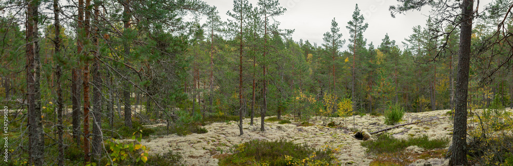 Obraz premium Scenic Winding Forest Path Surrounded by Tall Green Pine and Birch Trees with Autumn Foliage in Finnish Wilderness