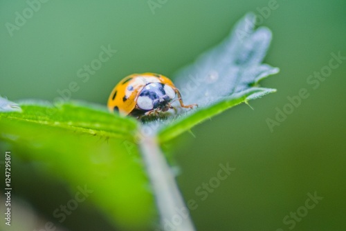 ladybug on green leaf