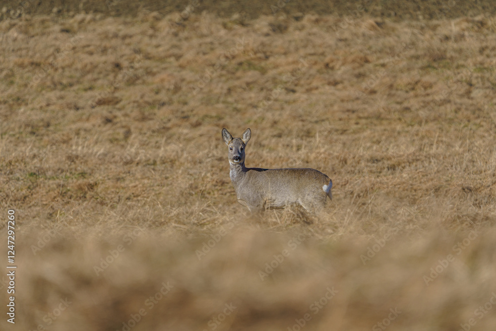 A small, lonely deer hiding in the tall grass A small, lonely deer hiding in the tall grass
