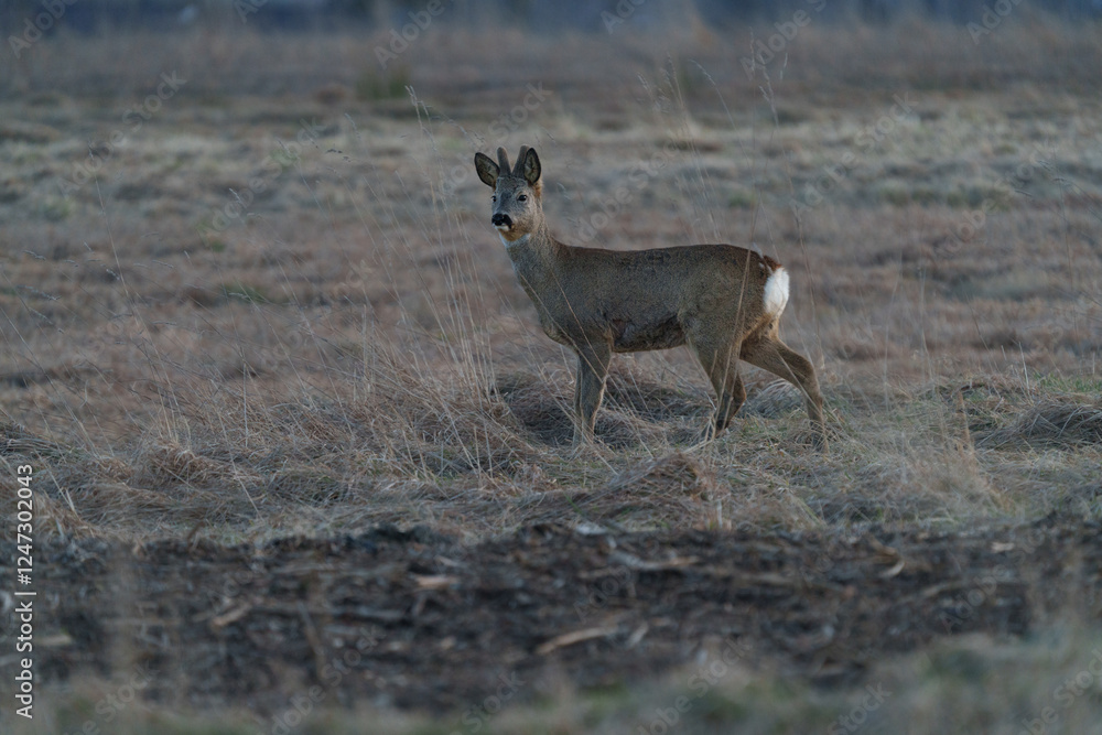 Obraz premium A small, lonely deer hiding in the tall grass