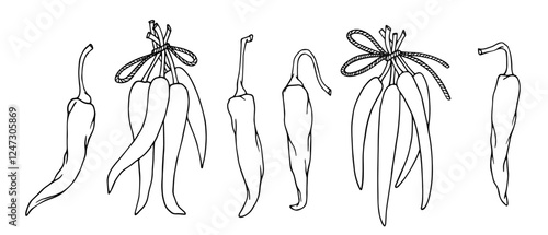 Set of line sketches, outlines of hot chili pepper pods. Vector graphics.