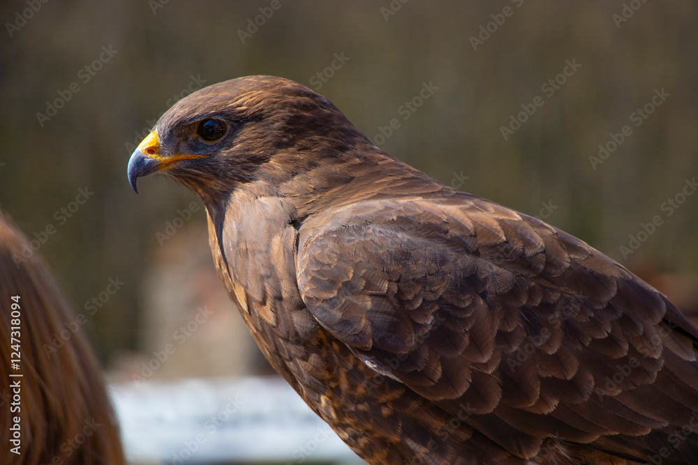 portrait of a golden eagle, endangered species portrait of a golden eagle, endangered species