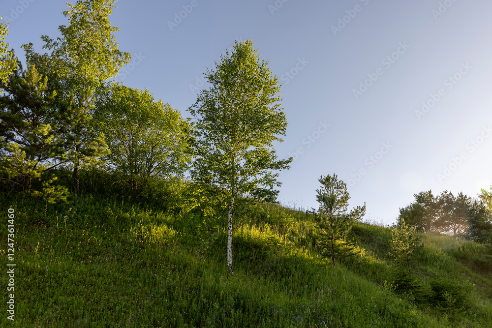 deciduous trees growing on a hill against a blue sky background deciduous trees growing on a hill against a blue sky background
