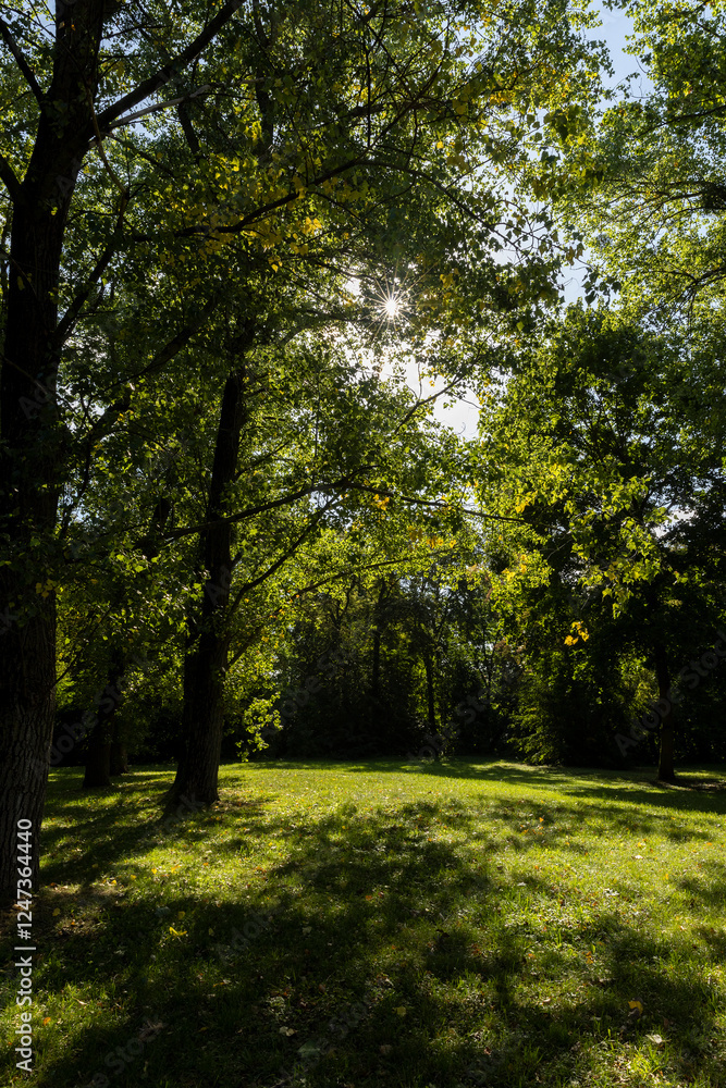 a park with lots of maple trees with green foliage in late summer a park with lots of maple trees with green foliage in late summer