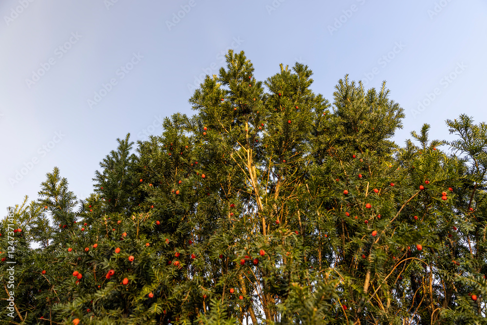 a berry yew plant with red fruits in the autumn season a berry yew plant with red fruits in the autumn season
