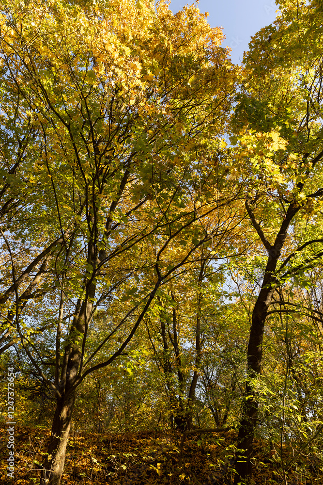 trees during the fall of yellowed foliage in the park trees during the fall of yellowed foliage in the park