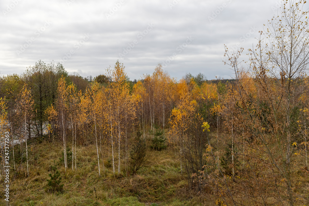 hilly area with birch trees and other trees with yellow and orange foliage hilly area with birch trees and other trees with yellow and orange foliage