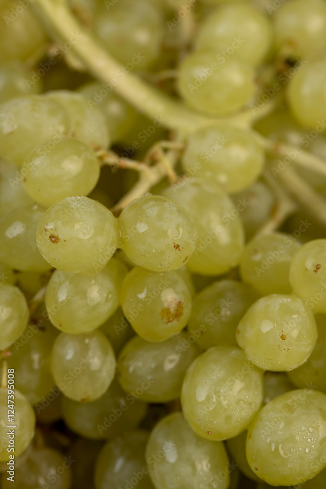 a large number of ripe green grapes are on the table a large number of ripe green grapes are on the table
