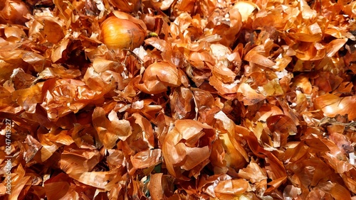 A pile of onion skins is brown and crumbly