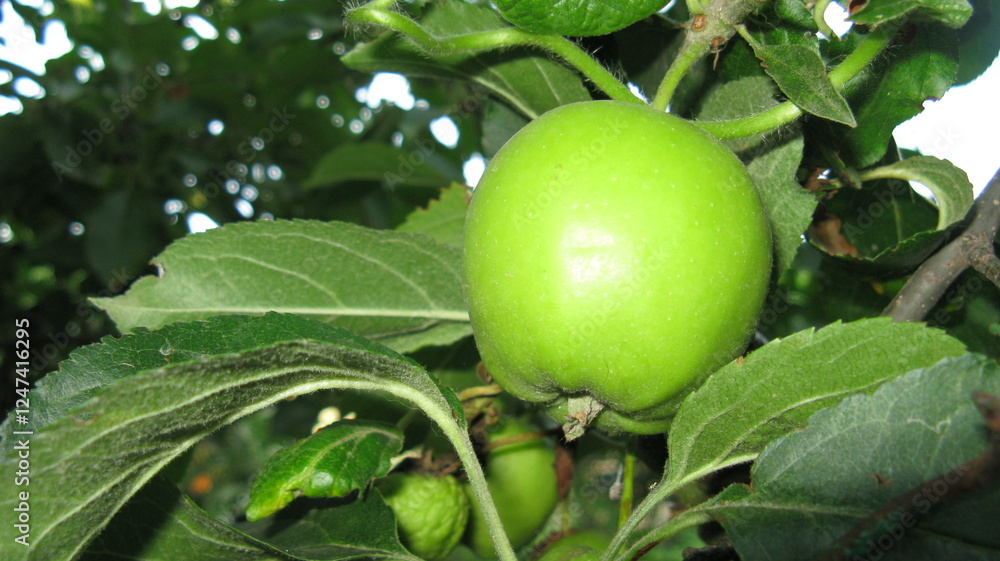 Fototapeta premium A green apple is hanging from a tree