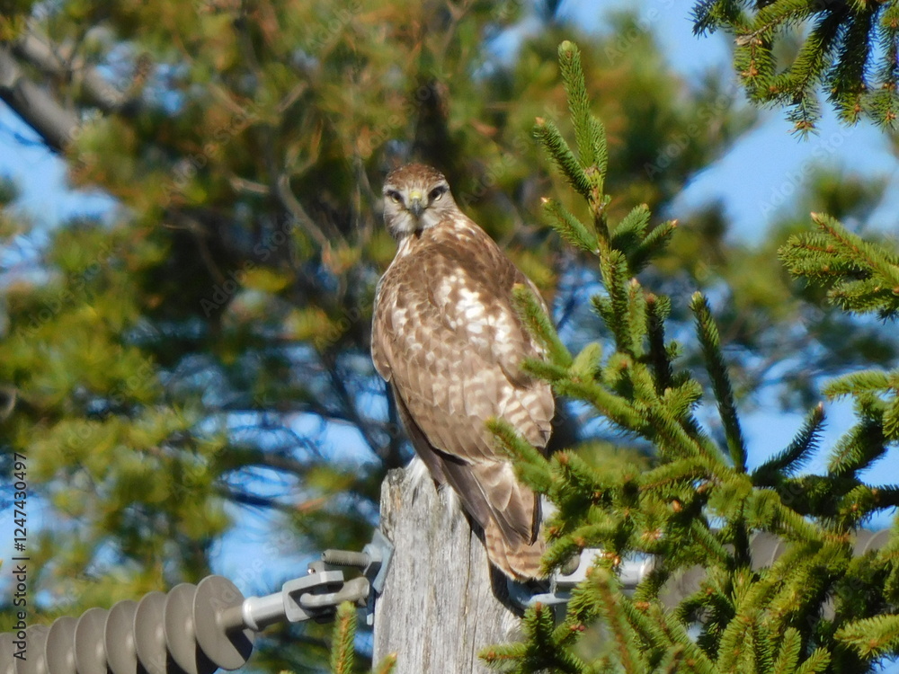 red tailed hawk red tailed hawk