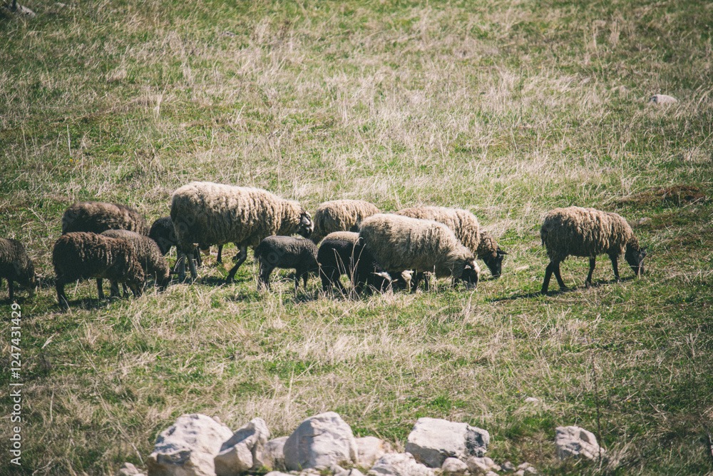 A small herd of sheep grazing peacefully on a grassy meadow, surrounded by natural rocks. The scene captures the simplicity and tranquility of rural life A small herd of sheep grazing peacefully on a grassy meadow, surrounded by natural rocks. The scene captures the simplicity and tranquility of rural life