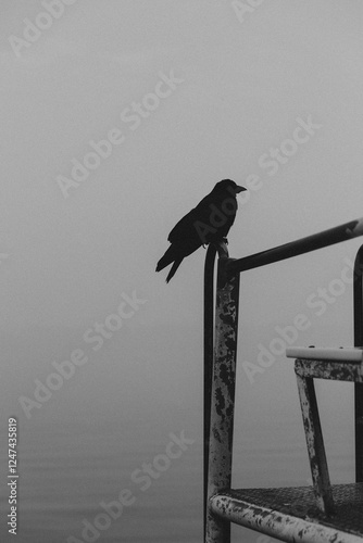 Silhouetted Crow in Wildfire Smoke