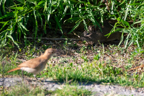 Brazilian guinea pig (Cavia aperea) meets a rufous hornero (Furnarius rufus), reserva ecologica costanera norte, Buenos Aires, Argentina photo