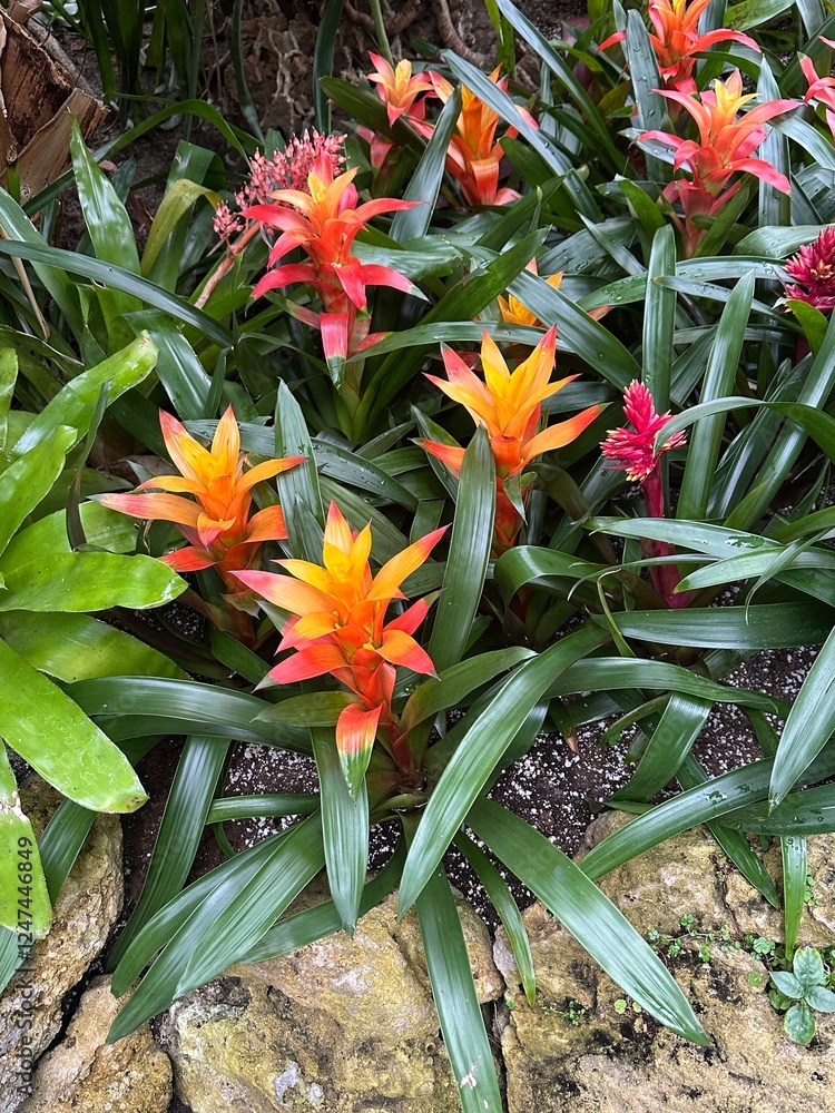 Orange bromeliad flowers in tropical garden setting Orange bromeliad flowers in tropical garden setting