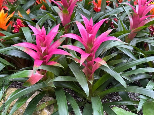 Fotografie Pink bromeliad flowers in tropical garden setting