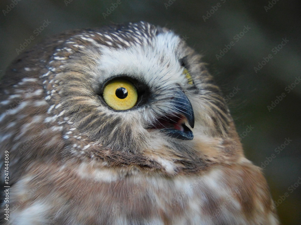 Obraz premium Northern saw whet owl 