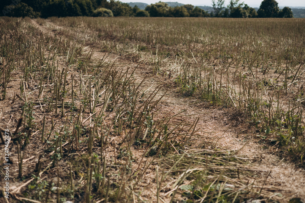 Stubble in the field after harvest. Cut stalks of cereals in the field in summer. Slender rows of grain crops on a summer day in the field.