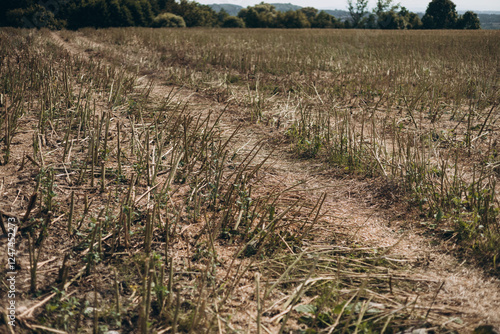 Obraz na płótnie Stubble in the field after harvest. Cut stalks of cereals in the field in summer. Slender rows of grain crops on a summer day in the field. w salonie