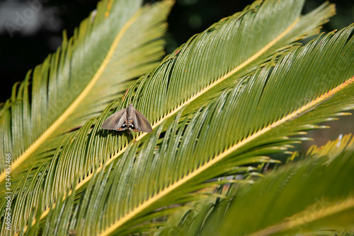 Paysandisia archon butterfly on a palm branch