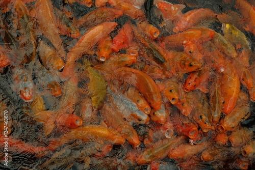 Many Koi Fish in Pond