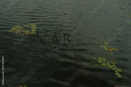 Water Lilies in Water