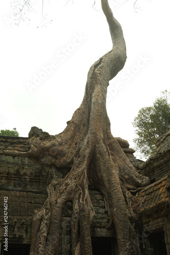 tree growing from temple in cambodia