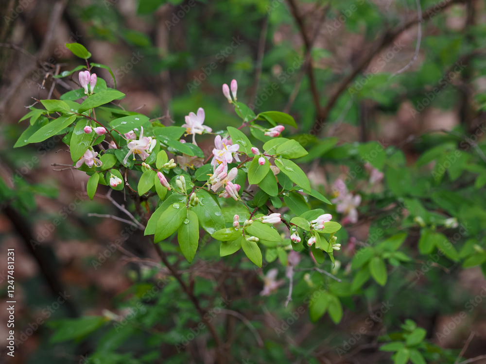 Spring flowering plants Spring flowering plants