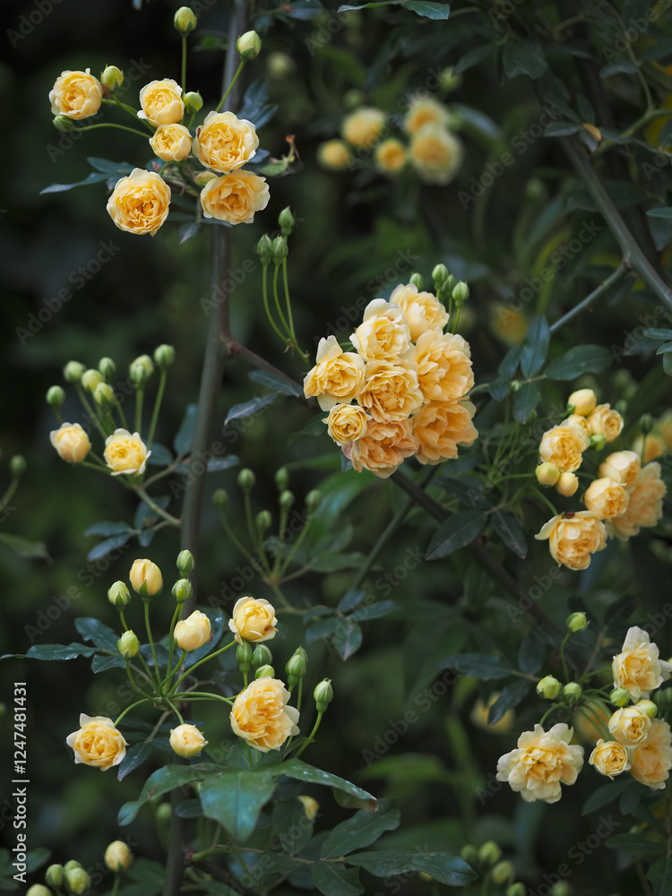 Obraz premium Spring flowering plants 