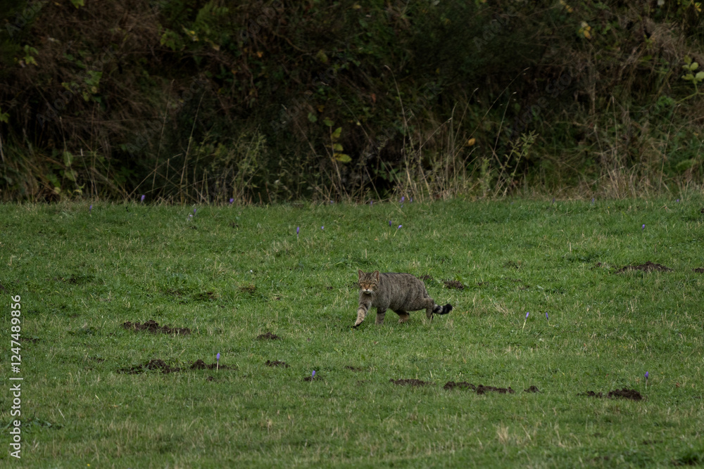 European wildcat on the meadow. Wildcat is hunting rats. European wildlife. European wildcat on the meadow. Wildcat is hunting rats. European wildlife.