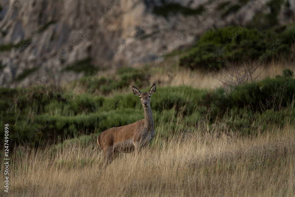 Herd of red deers in the mountains. Deers during rutting season in Spain. Herd of red deers in the mountains. Deers during rutting season in Spain.