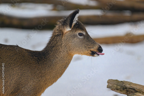 1 of 4 in a series of a Whitetail Doe sticking out her tongue licking while eating in our yard in Windsor in Upstate NY.  Cute deer sticking its tongue out.   Photo series. photo