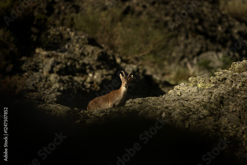 Iberian ibex is climbing on the rocks. Ibex in national park Picos de Europa. European wildlife. photo