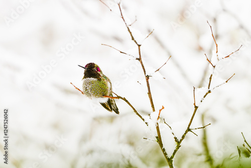 Annas humingbird Calypte anna in winter on thin branch with pink highlight photo